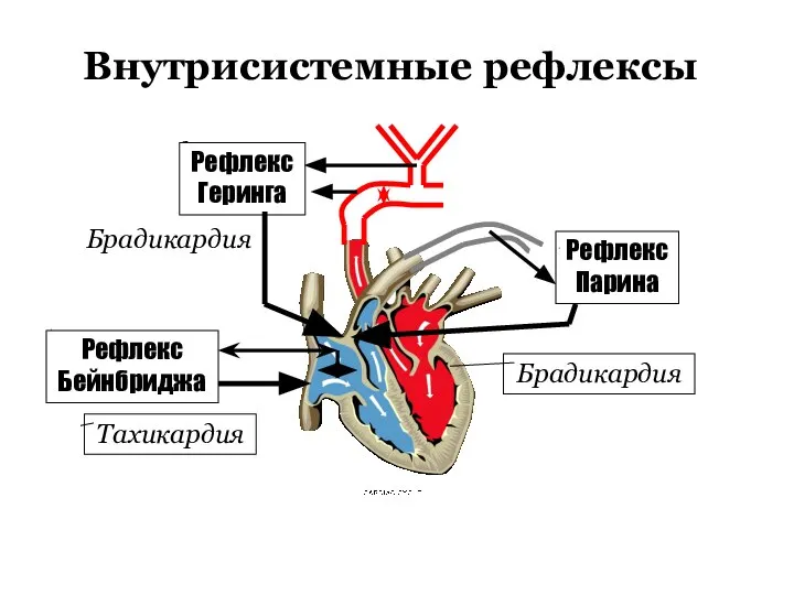 Внутрисистемные рефлексы Рефлекс Бейнбриджа Тахикардия Рефлекс Геринга Брадикардия Рефлекс Парина Брадикардия