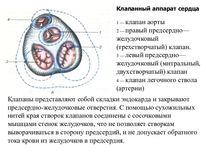 Клапанный аппарат сердца 1 — клапан аорты 2 — правый предсердно—