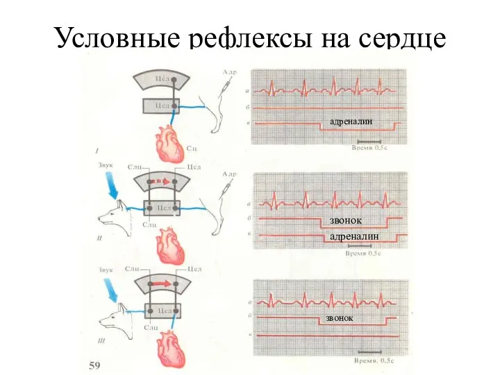 Условные рефлексы на сердце адреналин звонок адреналин звонок