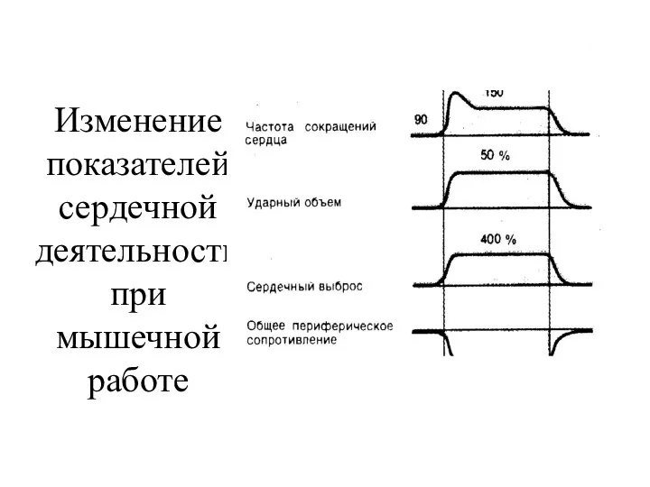 Изменение показателей сердечной деятельности при мышечной работе