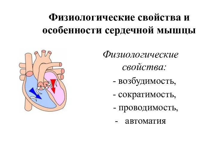 Физиологические свойства и особенности сердечной мышцы Физиологические свойства: - возбудимость, - сократимость, - проводимость, - автоматия