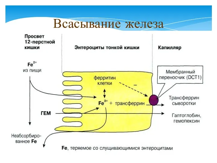 Всасывание железа