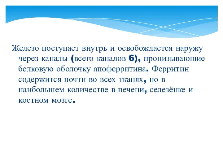 Железо поступает внутрь и освобождается наружу через каналы (всего каналов 6),