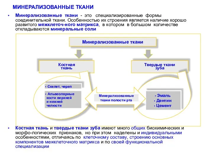 МИНЕРАЛИЗОВАННЫЕ ТКАНИ Минерализованные ткани - это специализированные формы соединительной ткани. Особенностью