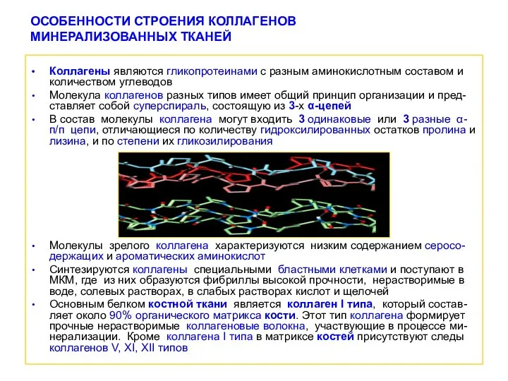 ОСОБЕННОСТИ СТРОЕНИЯ КОЛЛАГЕНОВ МИНЕРАЛИЗОВАННЫХ ТКАНЕЙ Коллагены являются гликопротеинами с разным аминокислотным