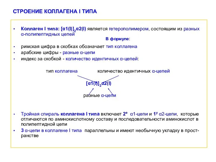 СТРОЕНИЕ КОЛЛАГЕНА I ТИПА Коллаген I типа: [α1(І)]2α2(І) является гетерополимером, состоящим