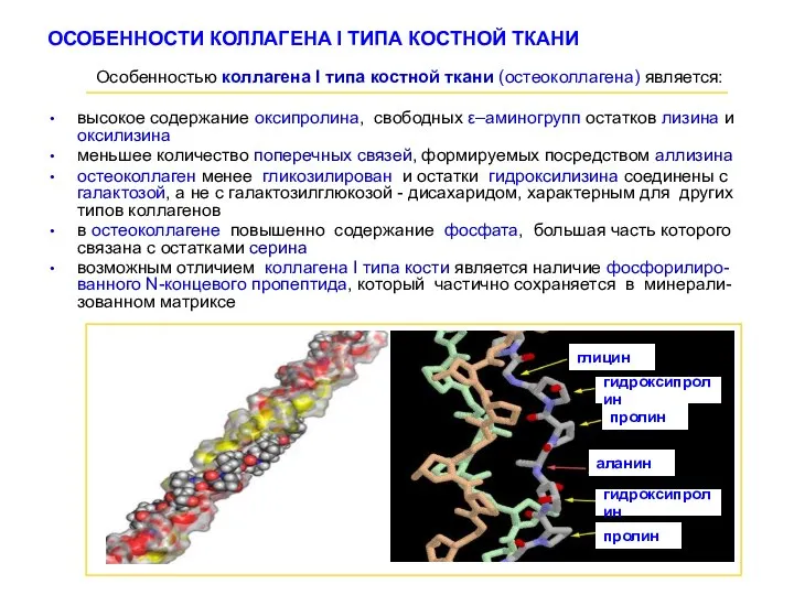 ОСОБЕННОСТИ КОЛЛАГЕНА I ТИПА КОСТНОЙ ТКАНИ Особенностью коллагена І типа костной