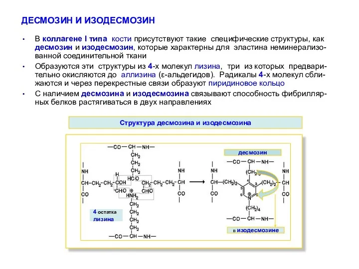 ДЕСМОЗИН И ИЗОДЕСМОЗИН В коллагене І типа кости присутствуют такие специфические