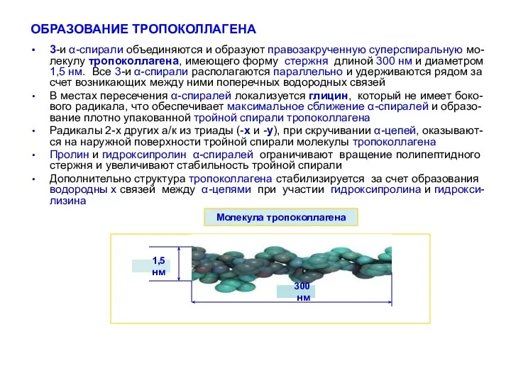 ОБРАЗОВАНИЕ ТРОПОКОЛЛАГЕНА 3-и α-спирали объединяются и образуют правозакрученную суперспиральную мо-лекулу тропоколлагена,