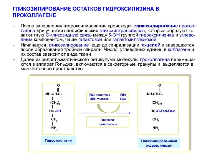 ГЛИКОЗИЛИРОВАНИЕ ОСТАТКОВ ГИДРОКСИЛИЗИНА В ПРОКОЛЛАГЕНЕ Гликозилтрнсфераза УДФ-галактоза УДФ УДФ-глюкоза УДФ Гликозилированный