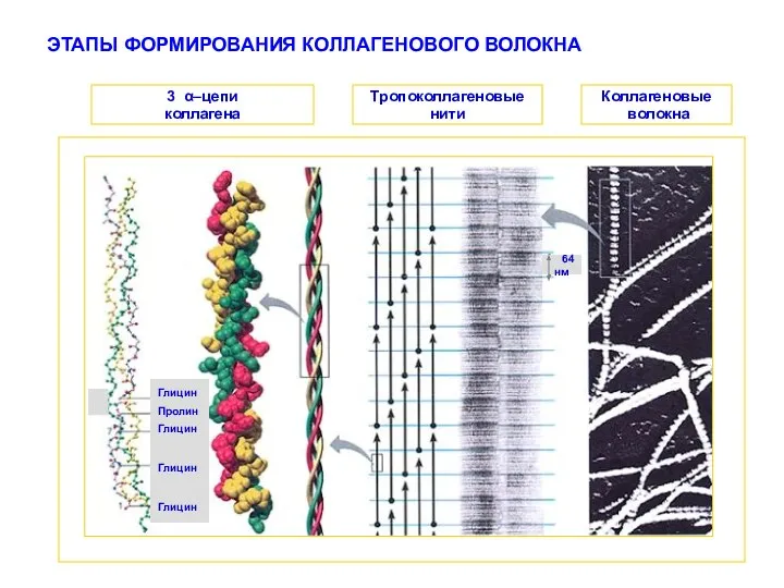 ЭТАПЫ ФОРМИРОВАНИЯ КОЛЛАГЕНОВОГО ВОЛОКНА Глицин Пролин Глицин Глицин Глицин 64 нм