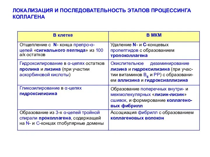 ЛОКАЛИЗАЦИЯ И ПОСЛЕДОВАТЕЛЬНОСТЬ ЭТАПОВ ПРОЦЕССИНГА КОЛЛАГЕНА