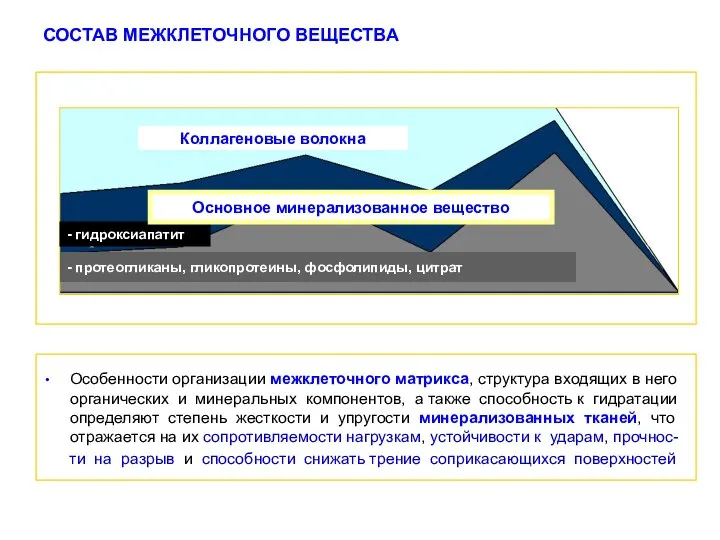 СОСТАВ МЕЖКЛЕТОЧНОГО ВЕЩЕСТВА Особенности организации межклеточного матрикса, структура входящих в него