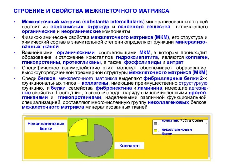 СТРОЕНИЕ И СВОЙСТВА МЕЖКЛЕТОЧНОГО МАТРИКСА Межклеточный матрикс (substantia intercellularis) минерализованных тканей