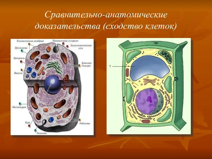 Сравнительно-анатомические доказательства (сходство клеток)