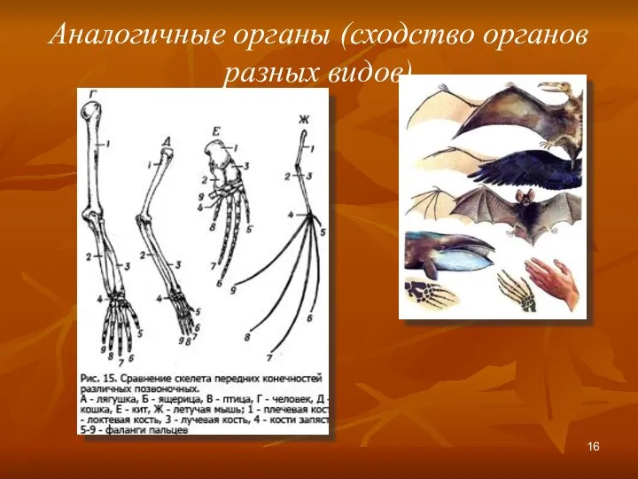 Аналогичные органы (сходство органов разных видов)