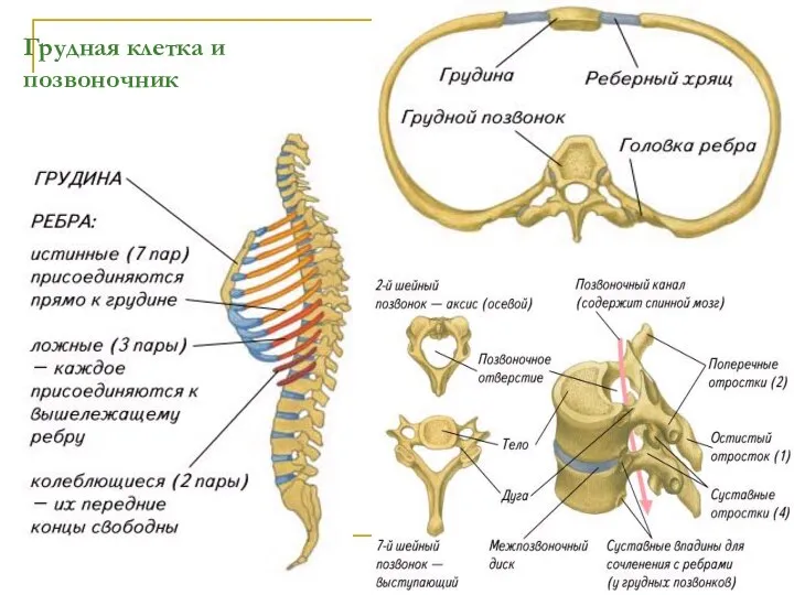 Грудная клетка и позвоночник