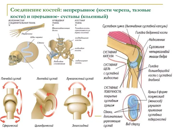 Соединение костей: непрерывное (кости черепа, тазовые кости) и прерывное- суставы (коленный)