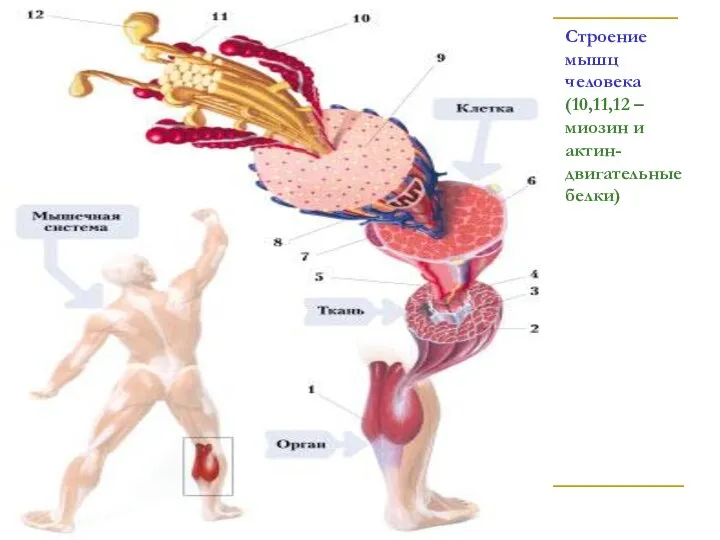 Строение мышц человека (10,11,12 –миозин и актин- двигательные белки)