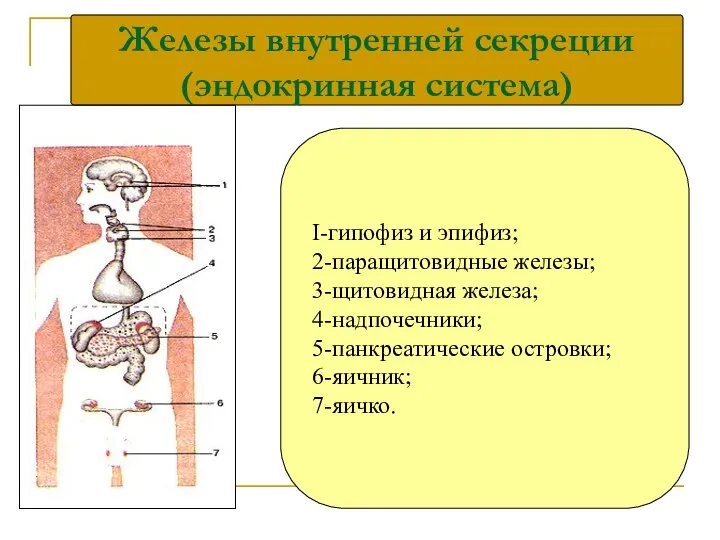 Железы внутренней секреции (эндокринная система) I-гипофиз и эпифиз; 2-паращитовидные железы; 3-щитовидная