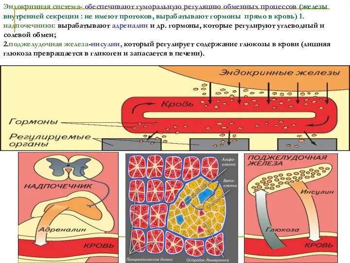 Эндокринная система- обеспечивают гуморальную регуляцию обменных процессов (железы внутренней секреции :