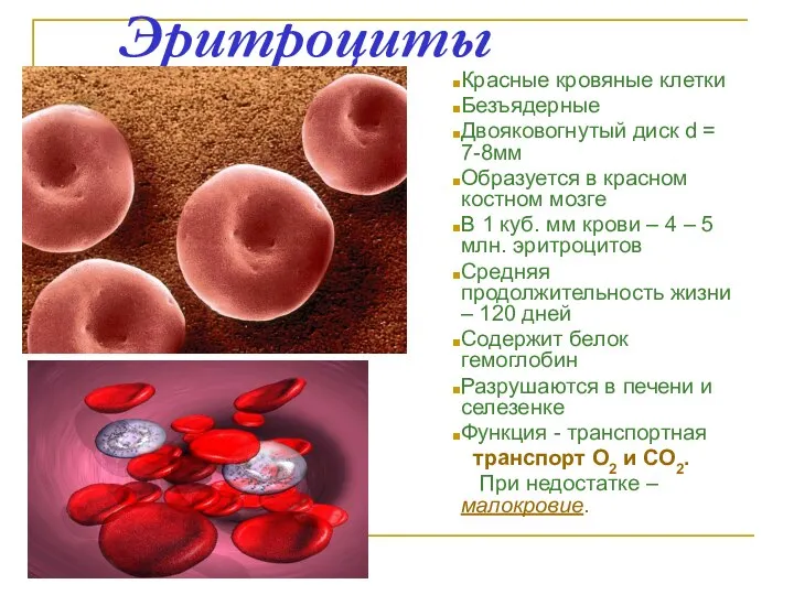 Эритроциты Красные кровяные клетки Безъядерные Двояковогнутый диск d = 7-8мм Образуется