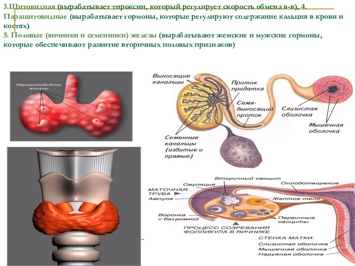 3.Щитовидная (вырабатывает тироксин, который регулирует скорость обмена в-в), 4.Паращитовидные (вырабатывает гормоны,