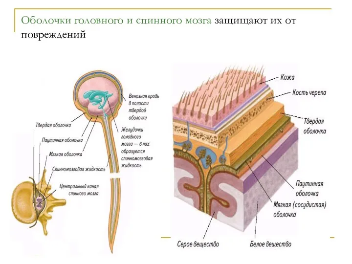 Оболочки головного и спинного мозга защищают их от повреждений