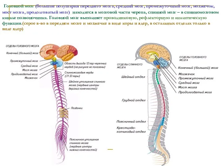 Головной мозг (большие полушария переднего мозга, средний мозг, промежуточный мозг, мозжечок,