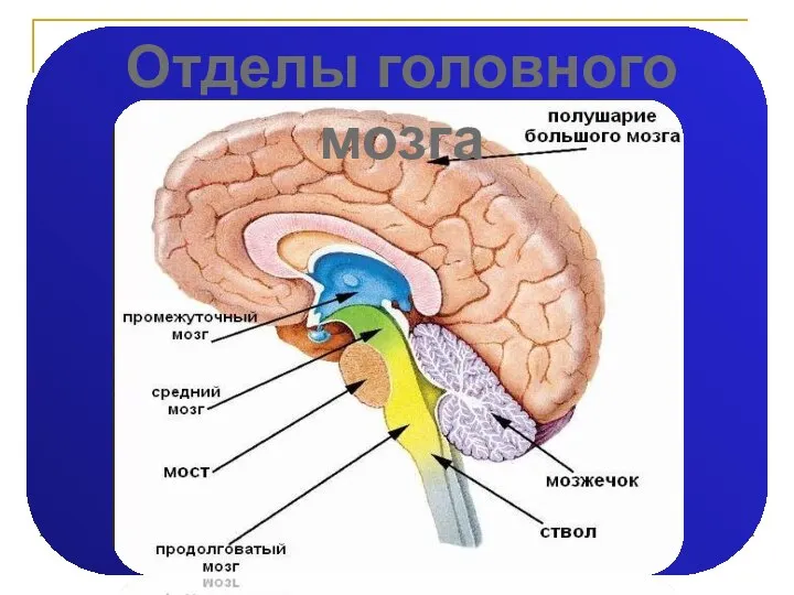 Отделы головного мозга