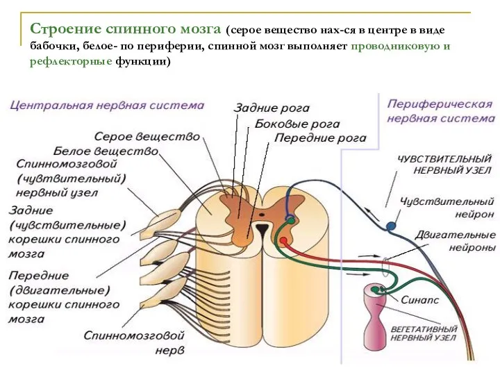 Строение спинного мозга (серое вещество нах-ся в центре в виде бабочки,