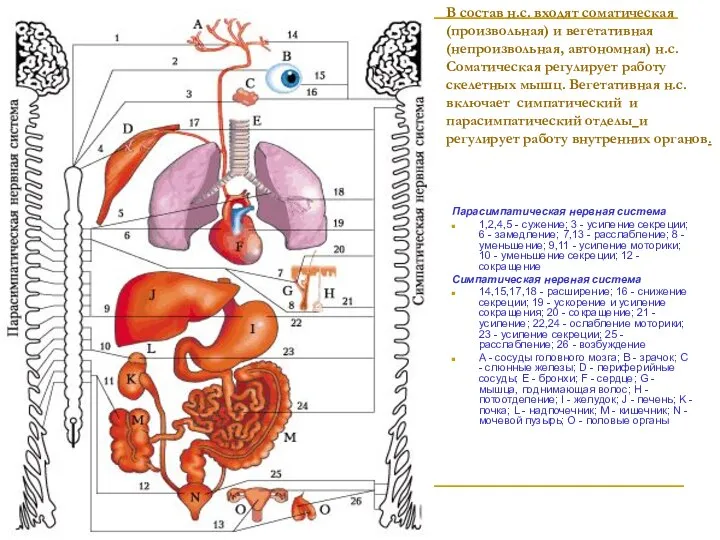 В состав н.с. входят соматическая(произвольная) и вегетативная(непроизвольная, автономная) н.с.Соматическая регулирует работу