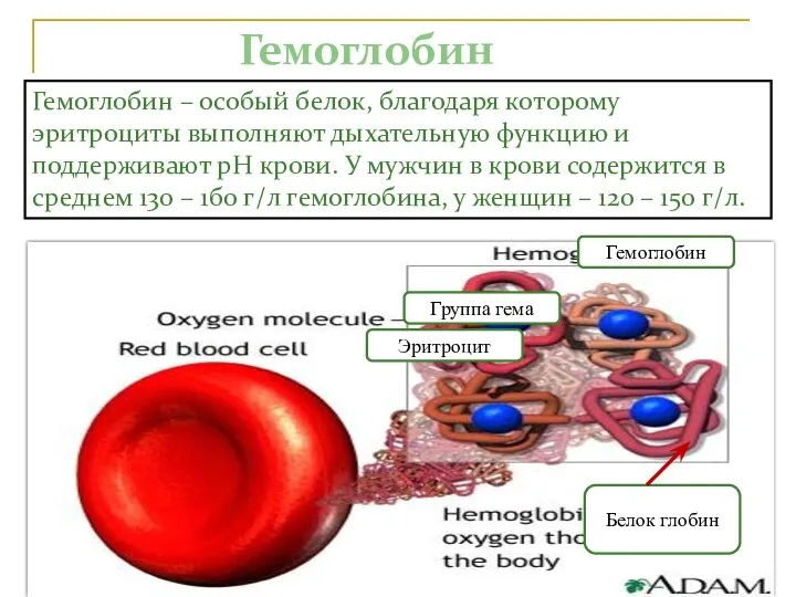 Гемоглобин Гемоглобин – особый белок, благодаря которому эритроциты выполняют дыхательную функцию