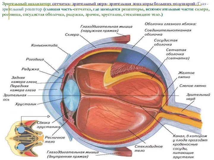 Зрительный анализатор: сетчатка- зрительный нерв- зрительная зона коры больших полушарий.(Глаз -