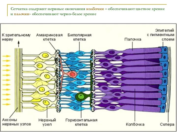 Сетчатка содержит нервные окончания колбочки – обеспечивают цветное зрение и палочки- обеспечивают черно-белое зрение