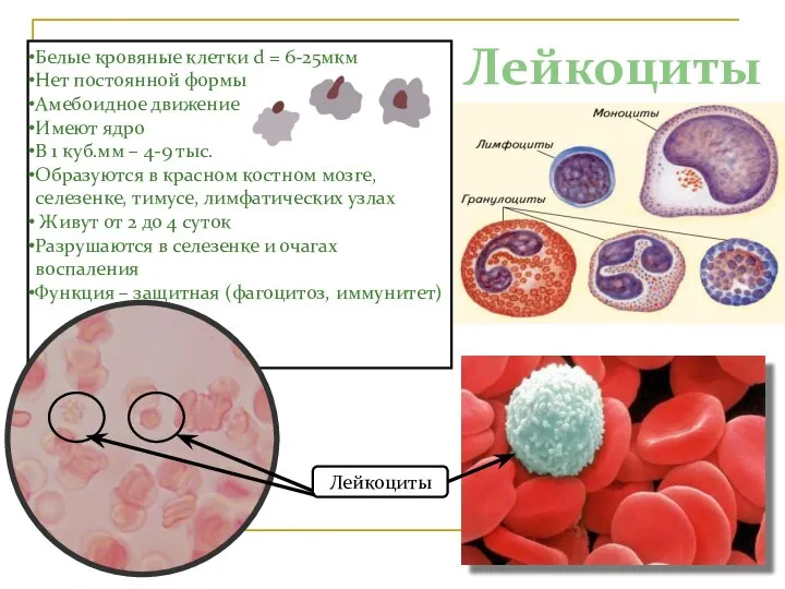 Лейкоциты 1500х Белые кровяные клетки d = 6-25мкм Нет постоянной формы