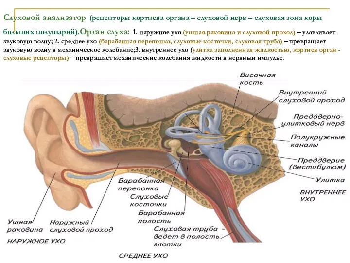 Слуховой анализатор (рецепторы кортиева органа – слуховой нерв – слуховая зона