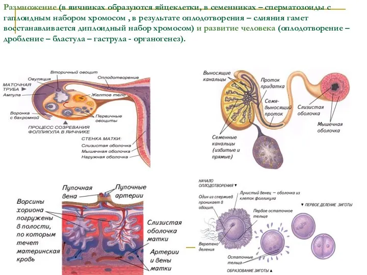 Размножение (в яичниках образуются яйцеклетки, в семенниках – сперматозоиды с гаплоидным
