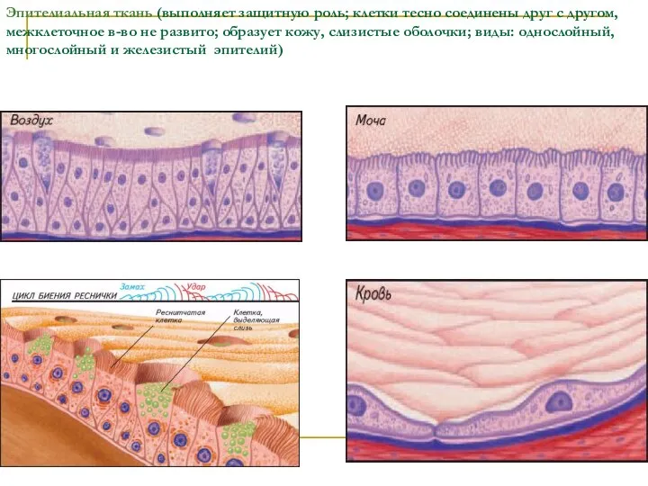 Эпителиальная ткань (выполняет защитную роль; клетки тесно соединены друг с другом,