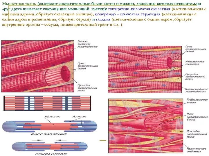 Мышечная ткань (содержит сократительные белки актин и миозин, движение которых относительно