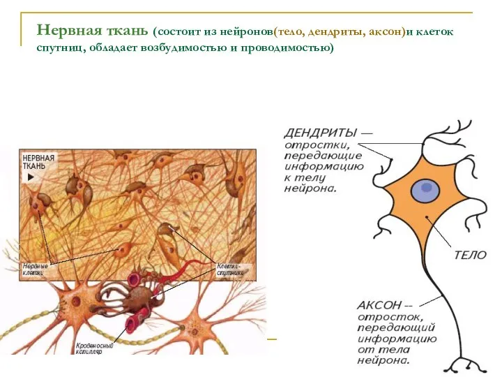 Нервная ткань (состоит из нейронов(тело, дендриты, аксон)и клеток спутниц, обладает возбудимостью и проводимостью)