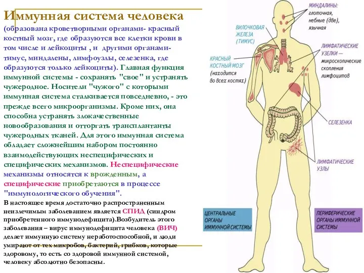 Иммунная система человека (образована кроветворными органами- красный костный мозг, где образуются