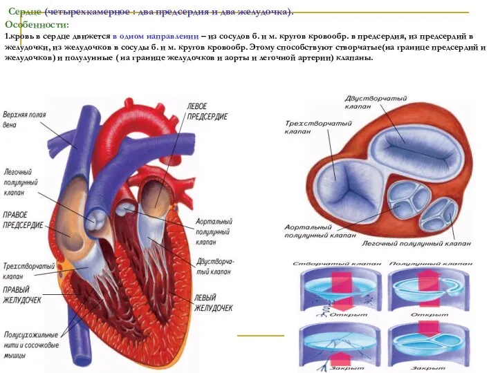 Сердце (четырехкамерное : два предсердия и два желудочка). Особенности: 1.кровь в