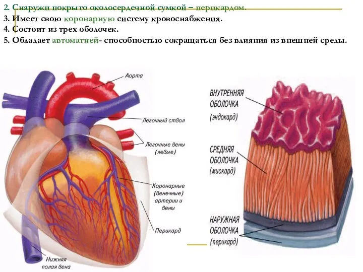 2. Снаружи покрыто околосердечной сумкой – перикардом. 3. Имеет свою коронарную