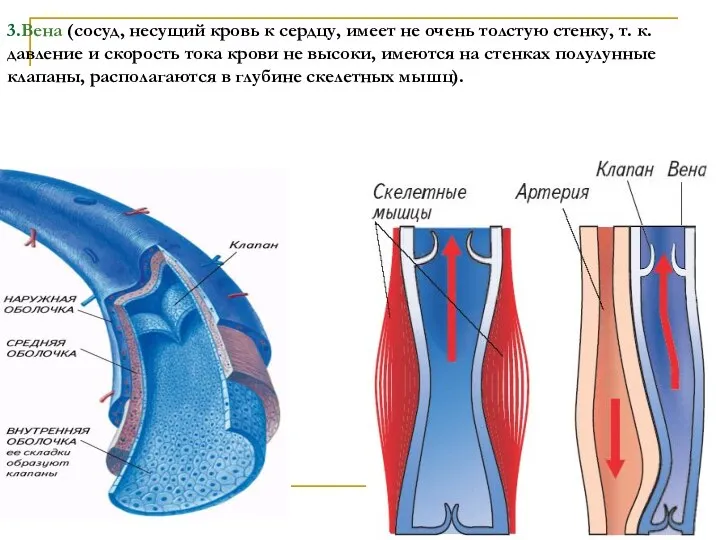 3.Вена (сосуд, несущий кровь к сердцу, имеет не очень толстую стенку,