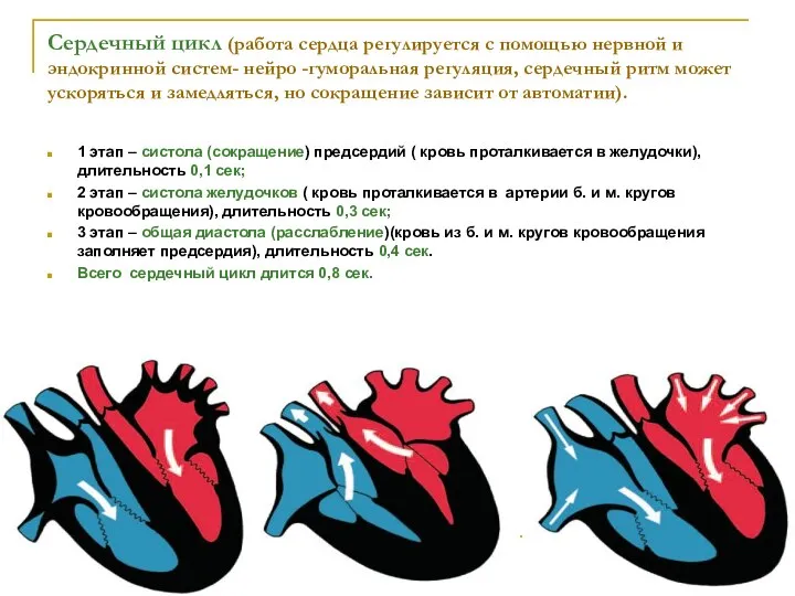 Сердечный цикл (работа сердца регулируется с помощью нервной и эндокринной систем-