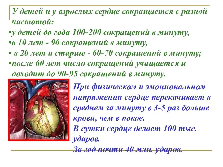 У детей и у взрослых сердце сокращается с разной частотой: у