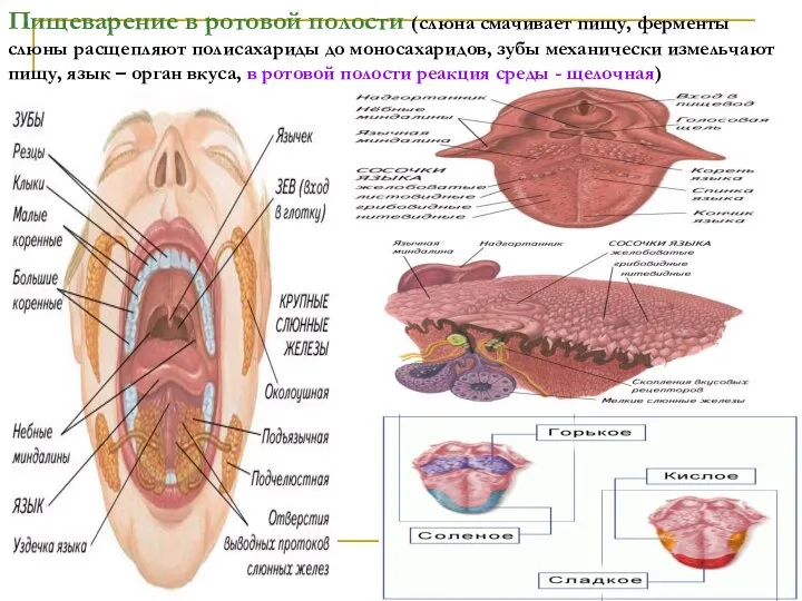 Пищеварение в ротовой полости (слюна смачивает пищу, ферменты слюны расщепляют полисахариды