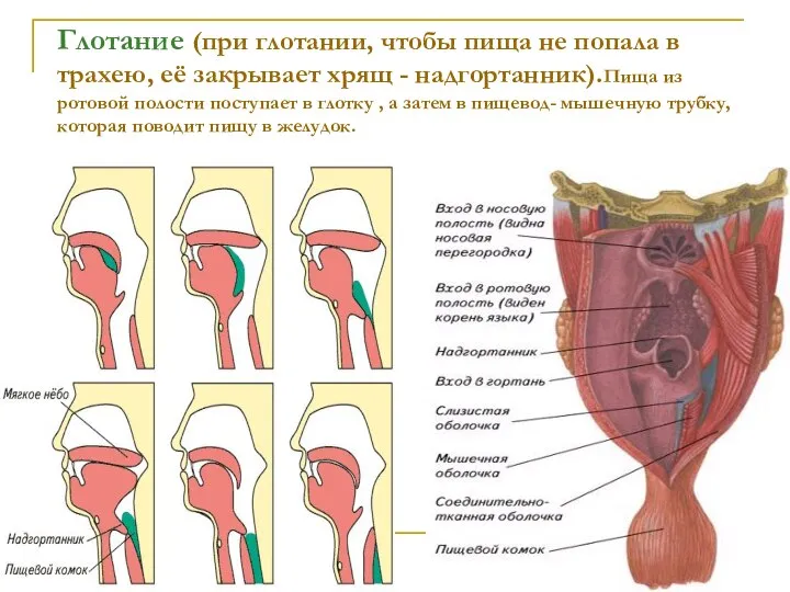 Глотание (при глотании, чтобы пища не попала в трахею, её закрывает