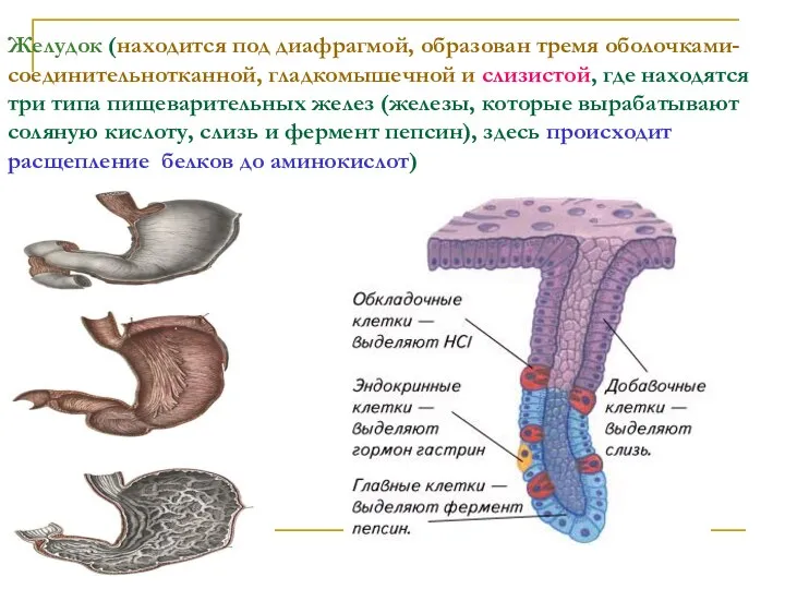 Желудок (находится под диафрагмой, образован тремя оболочками- соединительнотканной, гладкомышечной и слизистой,